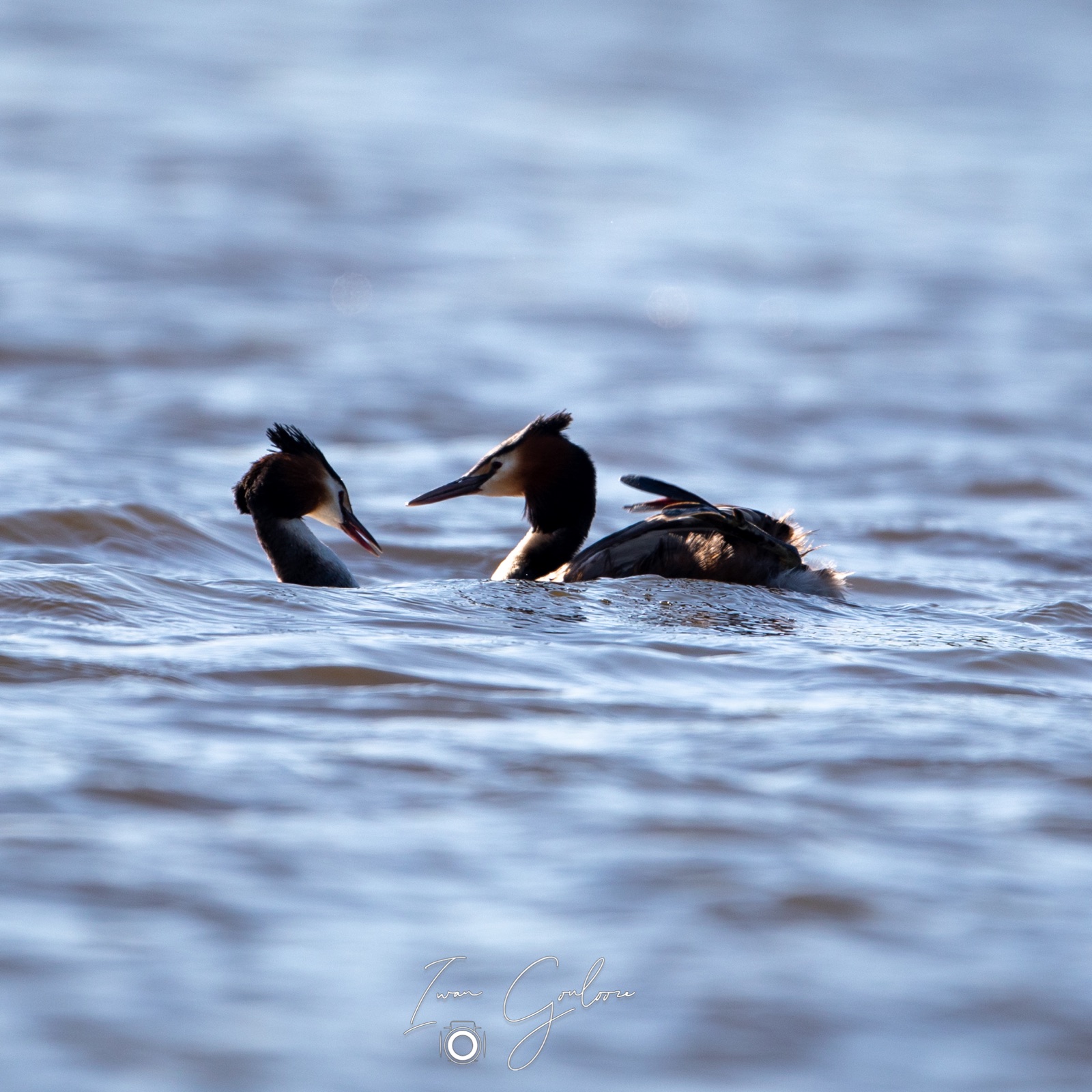 16 april 2022 172309  5D46268